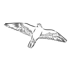 Asian falcon, vector sketch