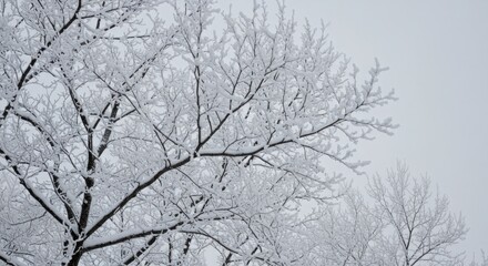 Frosty Winter Tree Branches with Snowy Coating on a Gray Sky