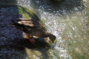 duck in the water