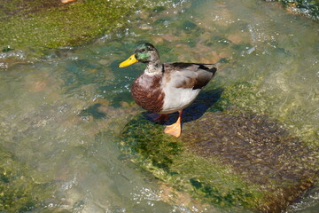 duck in the water