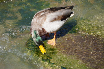 duck in the water