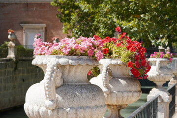 flowers in a vase