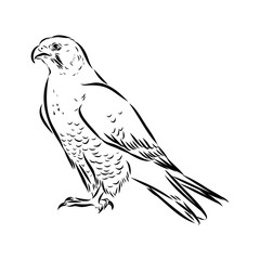 Asian falcon, vector sketch