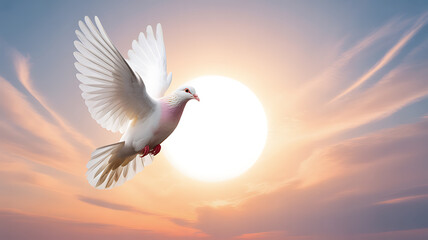 Fototapeta premium White dove in flight against a bright sun during sunset with colorful sky