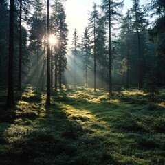 Obraz premium Sunlit Forest Canopy: Sunlight streams through a dense forest canopy, illuminating the lush green undergrowth below, creating a serene and magical atmosphere.