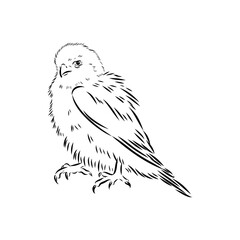 Asian falcon, vector sketch