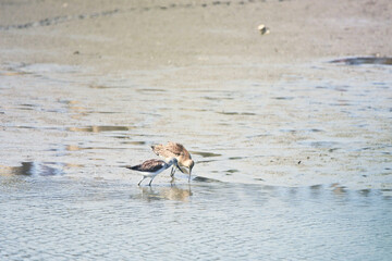 何やら親密そうなアオアシシギとオグロシギ