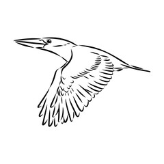 kingfisher bird, vector sketch