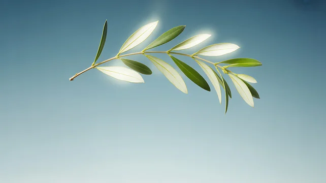 A single olive branch with green and silver leaves floating against a clear blue sky