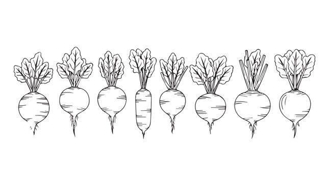 Hand drawn beets and root vegetables collection fresh harvest garden organic food ingredients line art silhouette