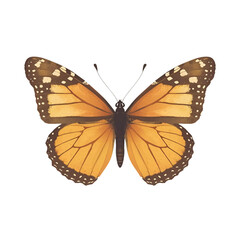 butterfly on white background