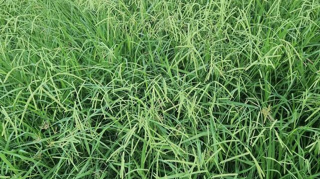 Dallis grass (Paspalum dilatatum) is a robust perennial found in warm climates. It is often considered a forage grass for livestock but can also be a common lawn weed