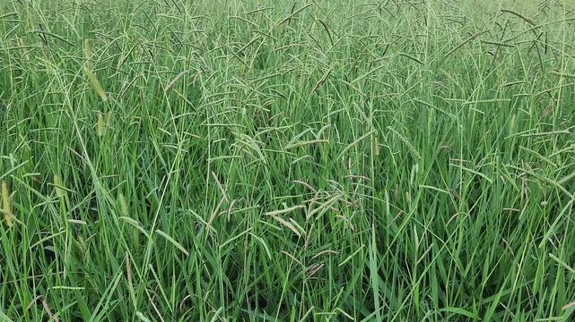 Dallis grass (Paspalum dilatatum) is a robust perennial found in warm climates. It is often considered a forage grass for livestock but can also be a common lawn weed