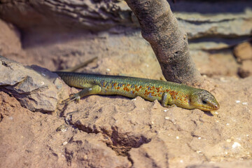  Chinese blue-tailed skink (Plestiodon chinensis) is a species of lizard which is found in China, western Taiwan, and northern Vietnam.