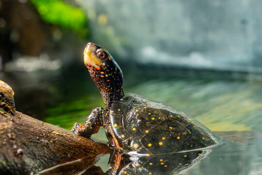 The spotted turtle (Clemmys guttata). Their broad, smooth, low dark-colored upper shell, or carapace, ranges in its exact colour from black to a bluish black with a number of tiny yellow round spots. 