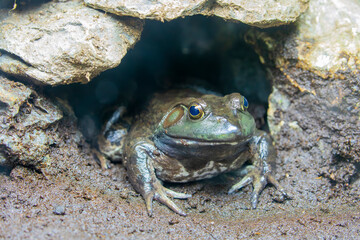 The American bullfrog (Lithobates catesbeianus) is a large true frog native to eastern North America. It typically inhabits large permanent water bodies such as swamps, ponds, and lakes. 