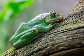 The Chinese flying frog  (Zhangixalus dennysi) is a species of tree frog in the family Rhacophoridae found in China, Laos, Burma, and Vietnam.This frog lives in moist forests in lowlands, mountains