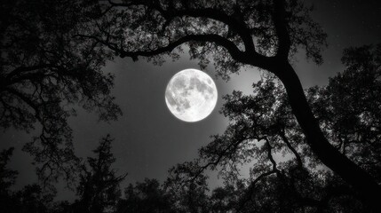Naklejka premium Full moon bathed in moonlight, illuminating a tranquil forest at night.