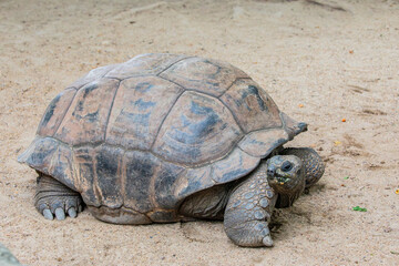 The closeup image of Aldabra giant tortoise(Aldabrachelys gigantea) .
It is from the islands of the Aldabra Atoll in the Seychelles, is one of the largest tortoises in the world