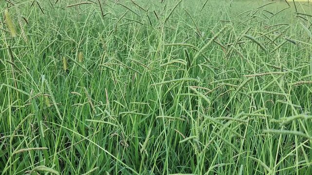 Dallis grass (Paspalum dilatatum) is a robust perennial found in warm climates. It is often considered a forage grass for livestock but can also be a common lawn weed