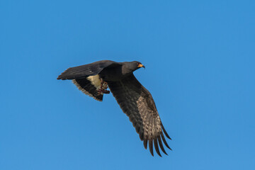 Snail Kite , Ibera Marsh National Park , Corrientes  province, Patagonia , Argentina.