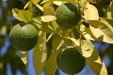 This is a close-up photo of unripe green oranges or bitter oranges on a tree in Seville. The fruit is round and has a textured, bumpy surface