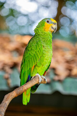 The orange-winged amazon (Amazona amazonica) is a large amazon parrot. Its habitat is forest and semi-open country. 