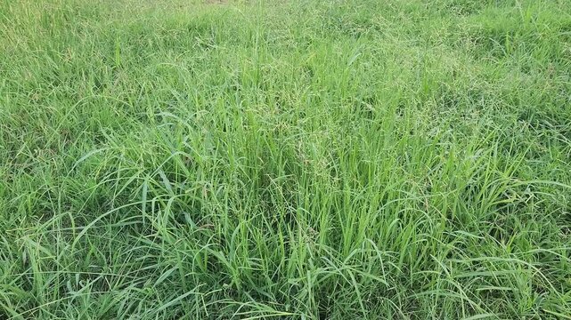 Panicum coloratum, or Klein grass, is a warm-season perennial grass. Valued for its drought tolerance and high-quality forage, it is widely used for livestock grazing in warm regions