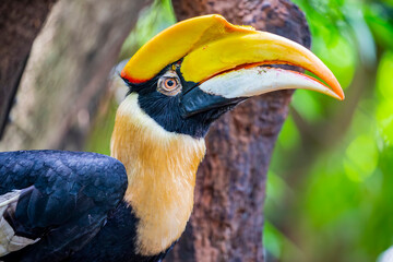 The great hornbill (Buceros bicornis) is one of the larger members of the hornbill family. It occurs in the Indian subcontinent and Southeast Asia. 