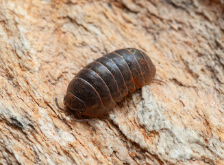 Dark grey garden isopod over a rock