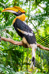 Obraz premium The great hornbill (Buceros bicornis) is one of the larger members of the hornbill family. It occurs in the Indian subcontinent and Southeast Asia. 