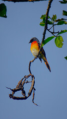 lilac breasted roller