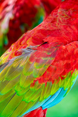 Fototapeta premium The red-and-green macaw (Ara chloropterus) is the largest of the genus Ara, widespread in the forests and woodlands of northern and central South America. 