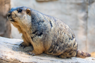 The Himalayan marmot (Marmota himalayana) is a marmot species that inhabits alpine grasslands throughout the Himalayas and on the Tibetan Plateau. 
