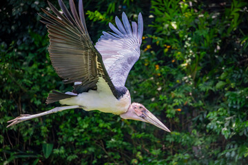 The marabou stork (Leptoptilos crumenifer) flies in the sky. 
A large wading bird in the stork family Ciconiidae. It breeds in Africa south of the Sahara, in both wet and arid habitats.