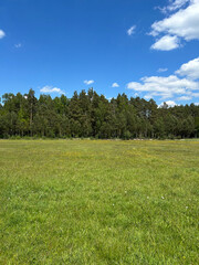 tree forest green field meadow