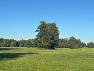tree forest green field meadow