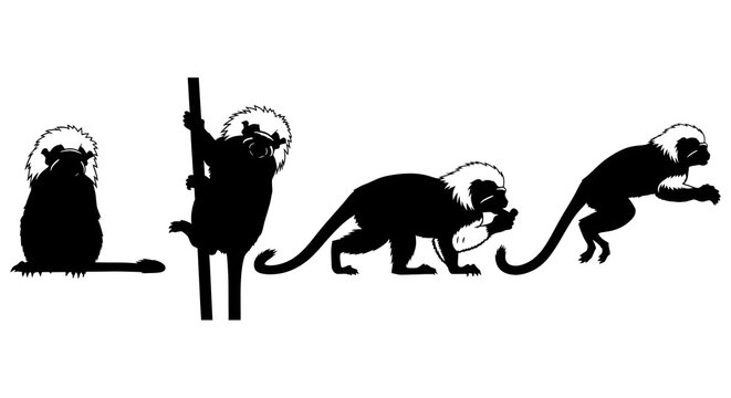 Silhouette of four cottontop tamarins isolated on white background