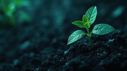 Sprout emerging from soil