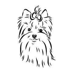 Beaver Yorkshire terrier, vector sketch