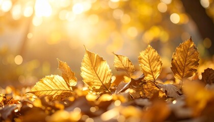Golden autumn leaves blanket the forest floor while sunlight creates a warm glow in the tranquil afternoon