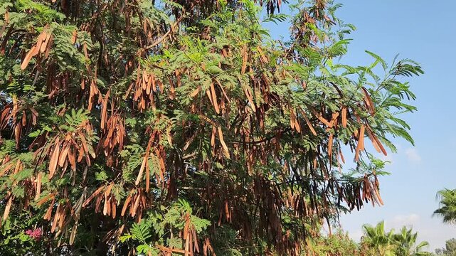 In August, the Ipil-ipil tree's (Leucaena leuco) dense clusters of beautiful pods create a visual feast in a city park in Mediterranean basin.