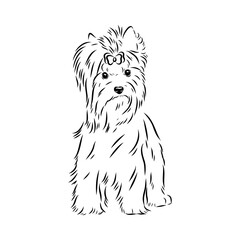Beaver Yorkshire terrier, vector sketch