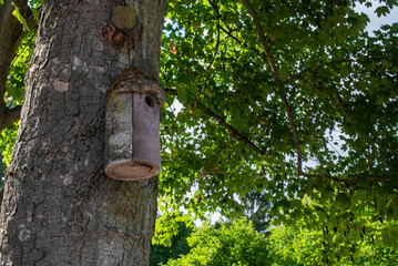 Concrete birdhouse attached to a tree trunk in green summer park, designed for bird nesting in Germany
