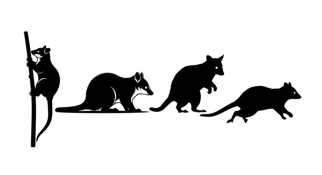 Silhouette of four opossums in different poses isolated on white background