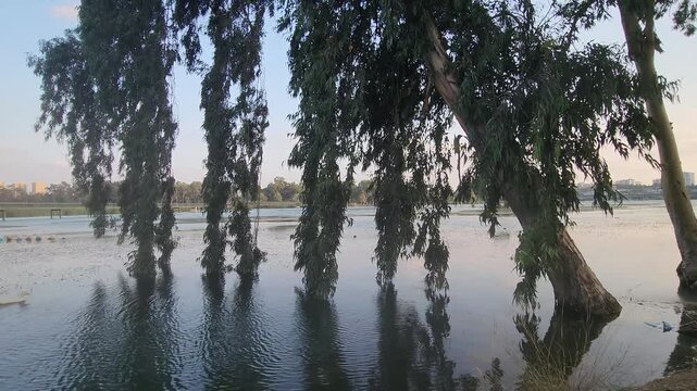 In a late evening, the branches of an Eucalyptus tree swaying like a willow tree by a lake side