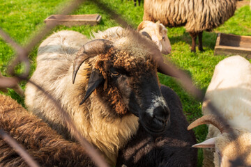 A close-up of a sheep with curled horns and thick wool, surrounded by the flock on green grass. The rustic farmyard scene highlights traditional animal husbandry and countryside life.