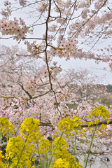 山科の琵琶湖第一疏水の桜と菜の花