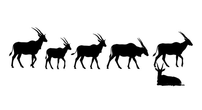 Silhouette of sable antelopes isolated on white background in different positions