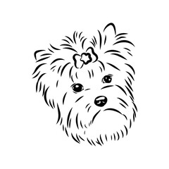 Beaver Yorkshire terrier, vector sketch
